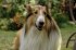 Lassie - Ein neues Abenteuer - Bild 4