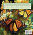El Cuento de la Mariposa Monarca - Bild 2