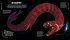University of Cambridge: Beasts From... - Bild 2
