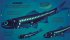 University of Cambridge: Beasts From... - Bild 7