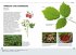Bäume am Blatt erkennen - 78 Laub- und... - Bild 4