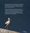 Der Weißstorch - Bild 6