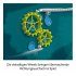 Gecko Run, Wheels - Bild 3