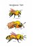 OMG Bees! - Bild 4