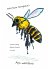 OMG Bees! - Bild 7