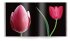 Tulpen   (Restauflage) - Bild 6
