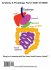 Anatomy & Physiology Part 2: Body... - Bild 2