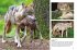 Wolves - Bild 7