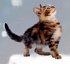 Wand-Adventskalender - Katzen-Weihnacht - Bild 2