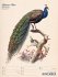 Wunderbare Vogelwelt - Vintage... - Bild 50