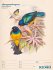 Wunderbare Vogelwelt - Vintage... - Bild 55