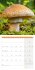 Pilze Kalender 2025 - 30x30 - Bild 7