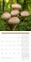 Pilze Kalender 2025 - 30x30 - Bild 9