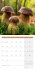 Pilze Kalender 2025 - 30x30 - Bild 10