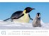 Pinguine Kalender 2025 - Bild 2