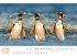 Pinguine Kalender 2025 - Bild 3