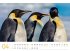 Pinguine Kalender 2025 - Bild 5