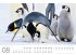 Pinguine Kalender 2025 - Bild 9