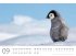 Pinguine Kalender 2025 - Bild 10