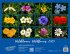 Wildblumen 2025 Großformat-Kalender 58... - Bild 14