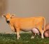 Schleich 13967 - Farm World, Jersey... - Bild 2