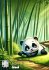 Pandaträume - Bild 2
