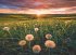 Ravensburger 12000592 - Pusteblumen im... - Bild 2