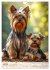 Yorkshire Terrier - ein Hund mit... - Bild 13