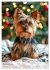 Yorkshire Terrier - ein Hund mit... - Bild 5