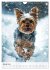 Yorkshire Terrier - ein Hund mit... - Bild 7