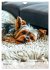 Yorkshire Terrier - ein Hund mit... - Bild 8