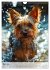 Yorkshire Terrier - ein Hund mit... - Bild 9