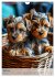 Yorkshire Terrier - ein Hund mit... - Bild 10