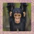 Achtung wild - Tiere aus aller Welt 2025 - Bild 11