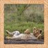 Achtung wild - Tiere aus aller Welt 2025 - Bild 6