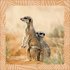 Achtung wild - Tiere aus aller Welt 2025 - Bild 8