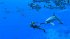Endless Ocean Luminous (Nintendo Switch) - Bild 2