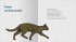 Kleine Katzenphilosophie - Bild 6
