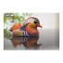 EUGY 650096 - 3D Bastelset Mandarinente - Bild 6