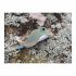 EUGY 650102 - 3D Bastelset Stachelrochen - Bild 11