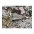 EUGY 650102 - 3D Bastelset Stachelrochen - Bild 10