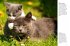 Kittens - Bild 5