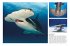 Sharks & Underwater Predators - Bild 2