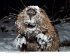 Gestatten: Biber - Bild 3