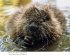 Gestatten: Biber - Bild 5