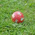 sigikid 43088 - Hund Kautschukball... - Bild 2