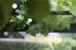 LBM 10m Smart Outdoor Light Chain - 50... - Bild 8