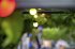 LBM 10m Smart Outdoor Light Chain - 50... - Bild 9