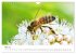 Hummeln und Bienen (Wandkalender 2025... - Bild 11