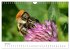 Hummeln und Bienen (Wandkalender 2025... - Bild 12
